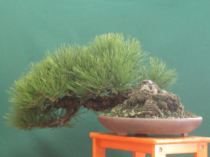 黒松 松柏盆栽 黒松（クロマツ）半懸崖 盆栽と山野草の植物店 八百日