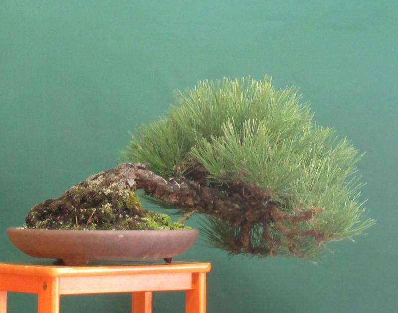 黒松 松柏盆栽 黒松（クロマツ）半懸崖 盆栽と山野草の植物店 八百日