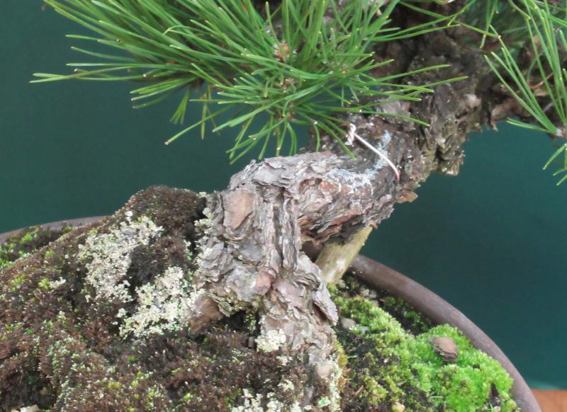 黒松 松柏盆栽 黒松（クロマツ）半懸崖 盆栽と山野草の植物店 八百日