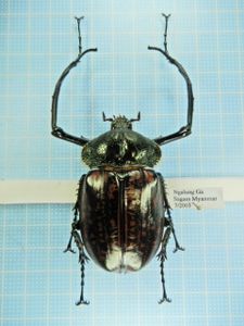 テナガコガネのYahoo!オークション(旧ヤフオク!)の相場・価格を見る