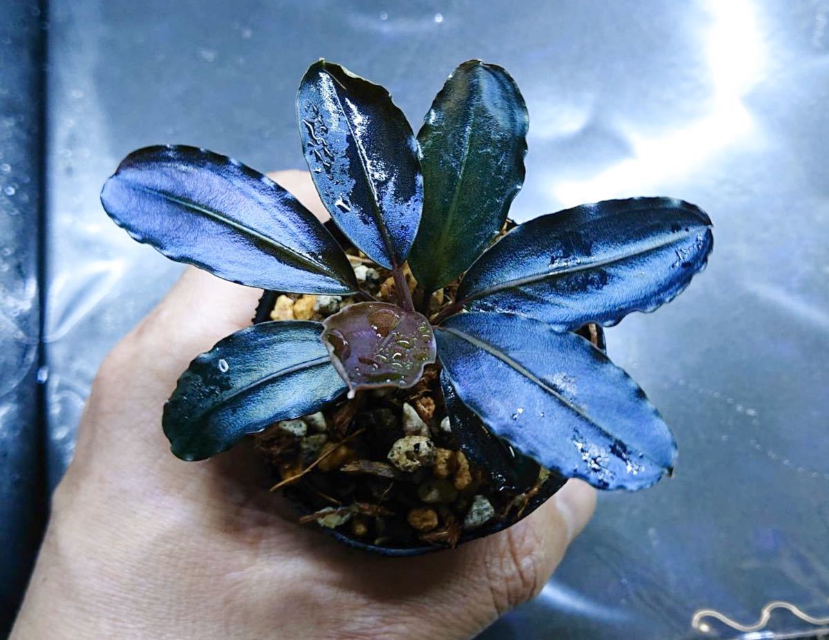 Bucephalandra Blue sp. Melon melon sp ※注 水草 ブセファランドラ