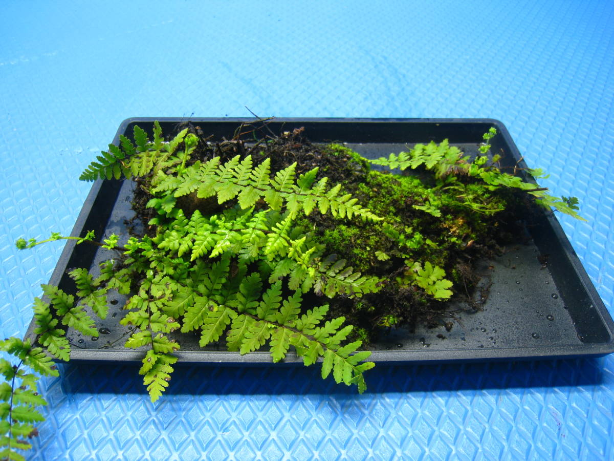 彡シダ植物 珍品 シダ 好石灰岩性シダ 天然 苔 コケリウム テラリウム 山野草 シダ 317 17 鉢植え 売買されたオークション情報 Yahooの商品情報をアーカイブ公開 オークファン Aucfan Com