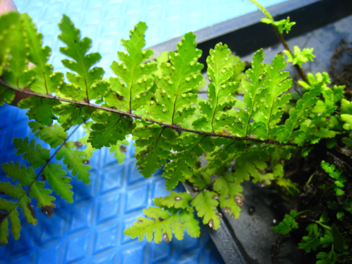 彡シダ植物 珍品 シダ 好石灰岩性シダ 天然 苔 コケリウム テラリウム 山野草 シダ 317 17 鉢植え 売買されたオークション情報 Yahooの商品情報をアーカイブ公開 オークファン Aucfan Com