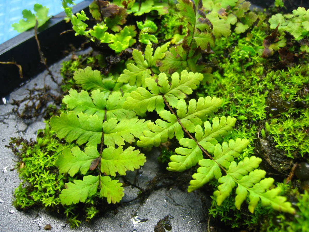 彡シダ植物 珍品 シダ 好石灰岩性シダ 天然 苔 コケリウム テラリウム 山野草 シダ 317 17 鉢植え 売買されたオークション情報 Yahooの商品情報をアーカイブ公開 オークファン Aucfan Com