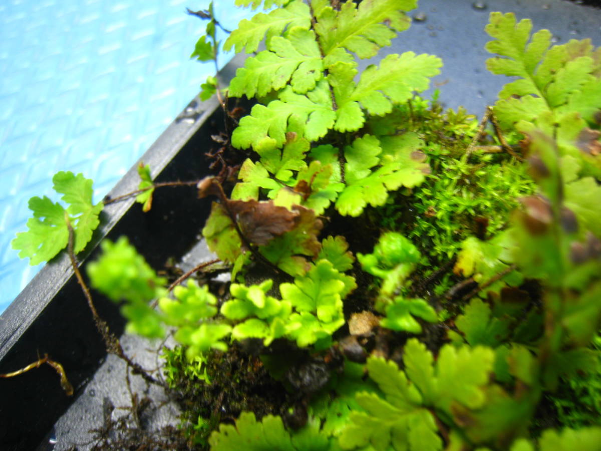 彡シダ植物 珍品 シダ 好石灰岩性シダ 天然 苔 コケリウム テラリウム 山野草 シダ 317 17 鉢植え 売買されたオークション情報 Yahooの商品情報をアーカイブ公開 オークファン Aucfan Com