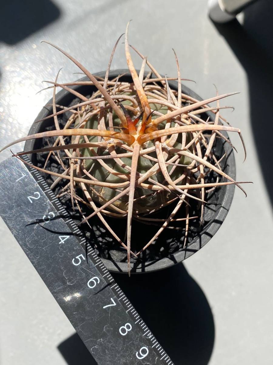 サボテン ギムノカリキウム 実生 ◇強刺光琳玉◇ 【公式通販】