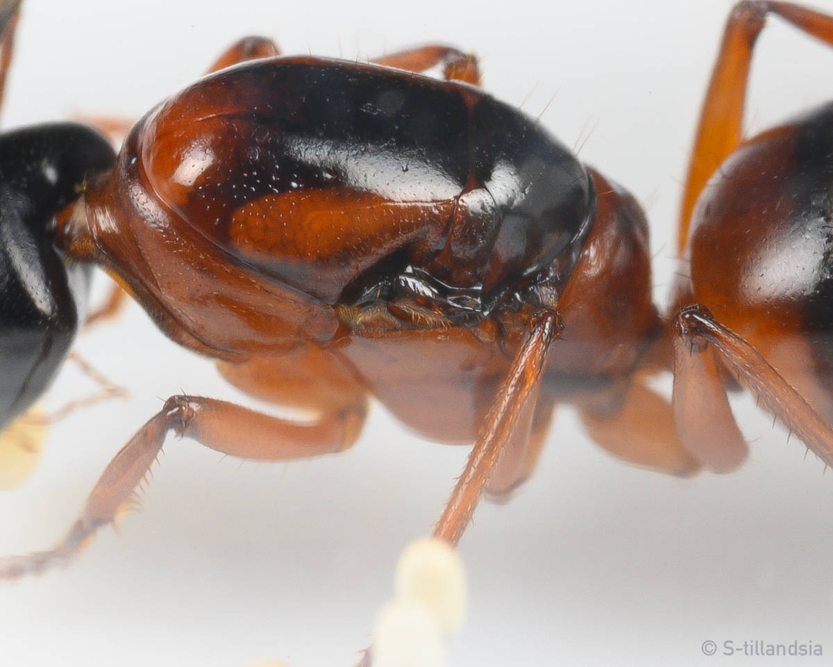 S Ant Camponotus Consobrinus Spring Sale 女王アリ 新女王アリ 飼育ケースセット 虫類 売買されたオークション情報 Yahooの商品情報をアーカイブ公開 オークファン Aucfan Com