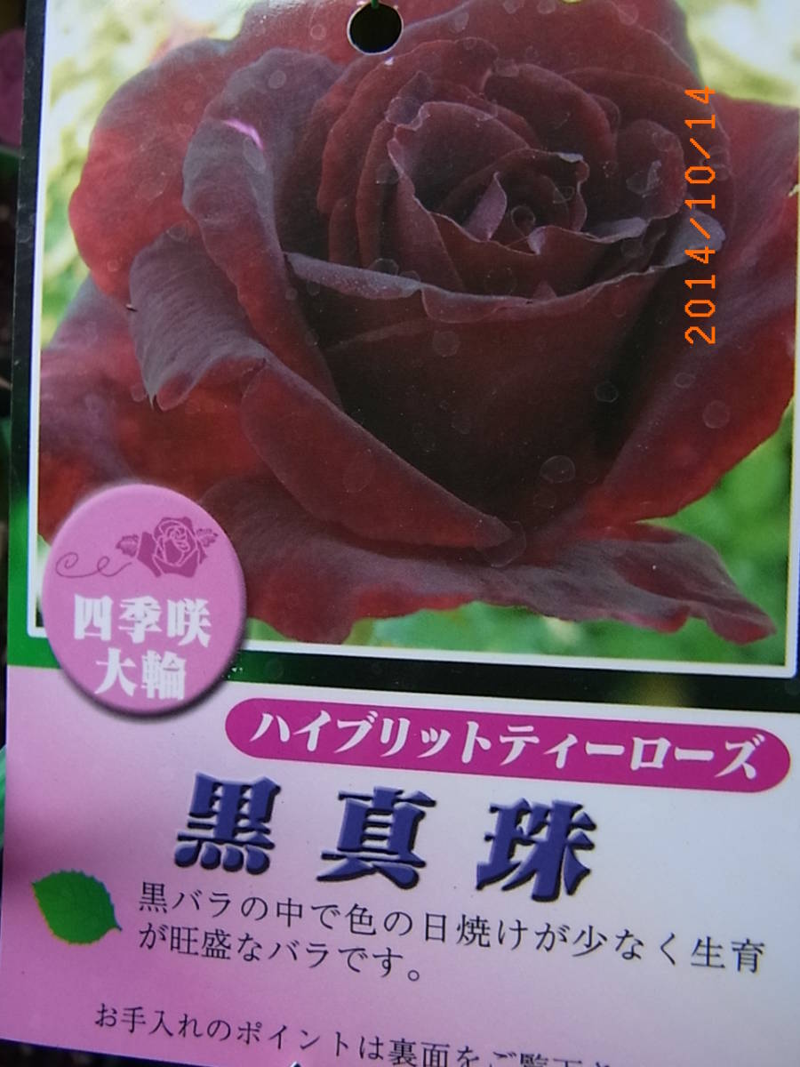H26 黒真珠 黒バラ 四季咲き大輪 輝く濃い黒紅色 接木 バラ 売買されたオークション情報 Yahooの商品情報をアーカイブ公開 オークファン Aucfan Com