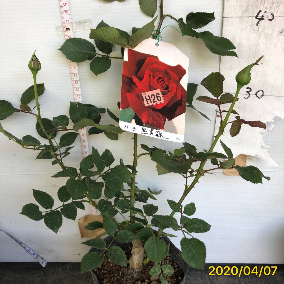 H26 黒真珠 黒バラ 四季咲き大輪 輝く濃い黒紅色 接木 バラ 売買されたオークション情報 Yahooの商品情報をアーカイブ公開 オークファン Aucfan Com