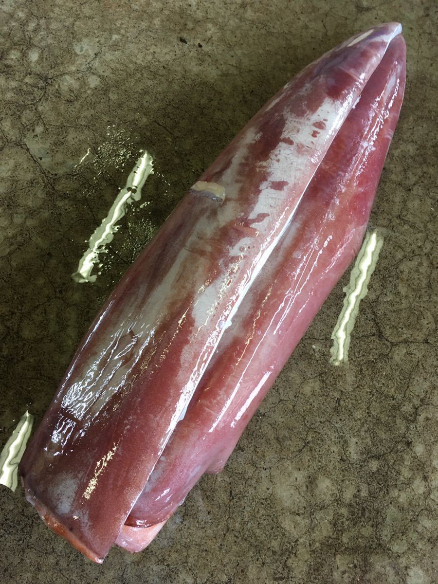 沖縄県産 ソデイカ 特大ソデイカ(ミミ付き)11.4kg刺身でも天ぷらでも抜群に 約 1kg いか 特大ソデイカ(ミミ付き)【13.1kg】刺身でも天ぷらでも抜群に美味い！【2020年4月水揚げ】大人気！1円オークション！【送料2，000円一律】