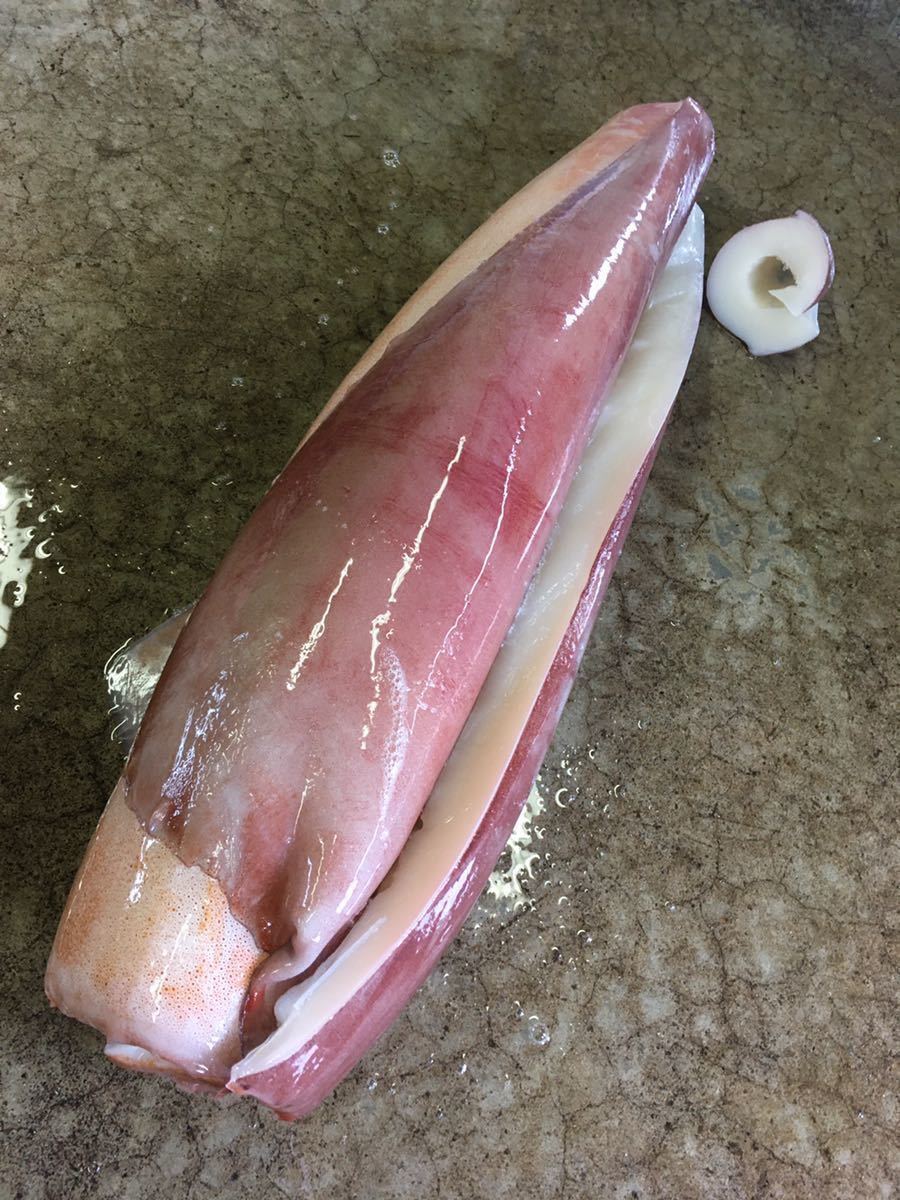 沖縄県産 ソデイカ 特大ソデイカ(ミミ付き)11.4kg刺身でも天ぷらでも抜群に 約 1kg いか 特大ソデイカ(ミミ付き)【13.1kg】刺身でも天ぷらでも抜群に美味い！【2020年4月水揚げ】大人気！1円オークション！【送料2，000円一律】