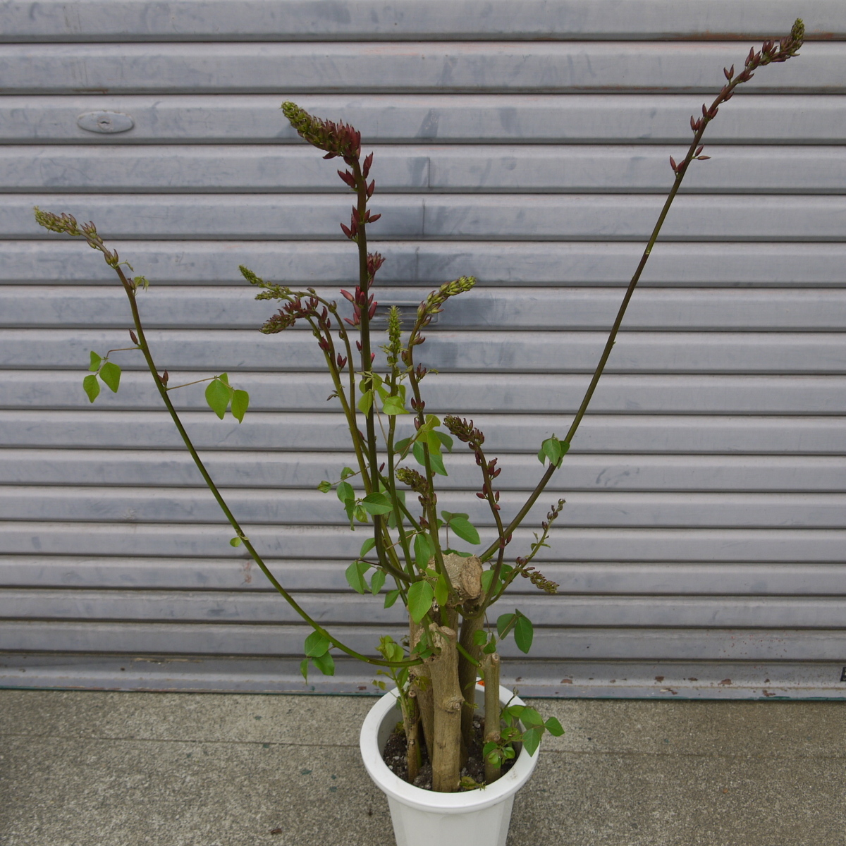 布袋竹 三本立ち 3鉢セット 7号鉢 s6-6 布袋竹 鉢植えの通販