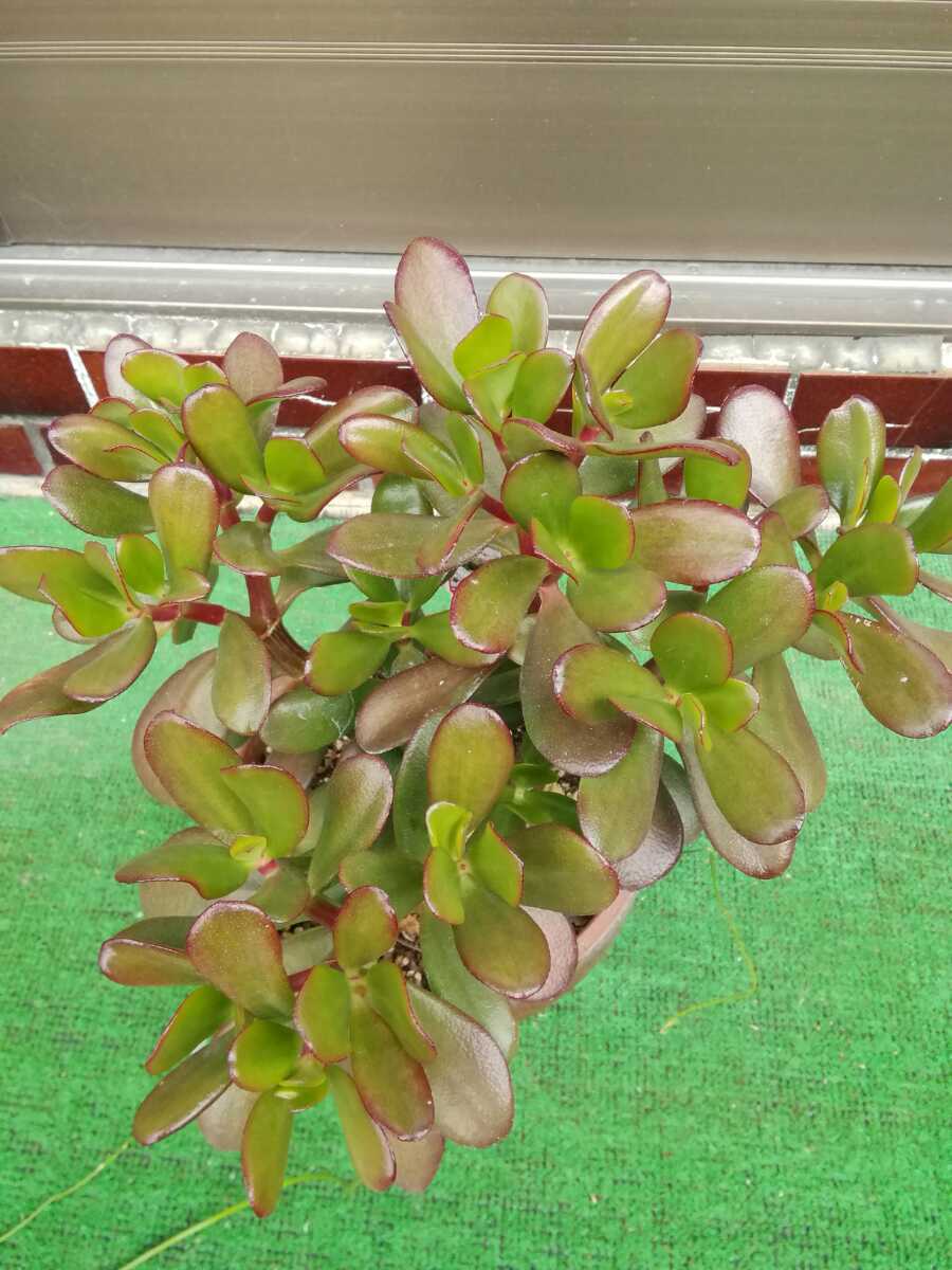 多肉植物 観葉植物 金のなる木 桜花月 観葉植物 売買されたオークション情報 Yahooの商品情報をアーカイブ公開 オークファン Aucfan Com