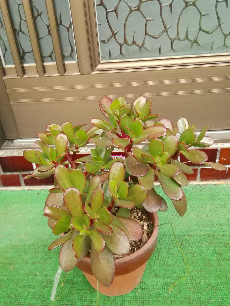 多肉植物 観葉植物 金のなる木 桜花月 観葉植物 売買されたオークション情報 Yahooの商品情報をアーカイブ公開 オークファン Aucfan Com