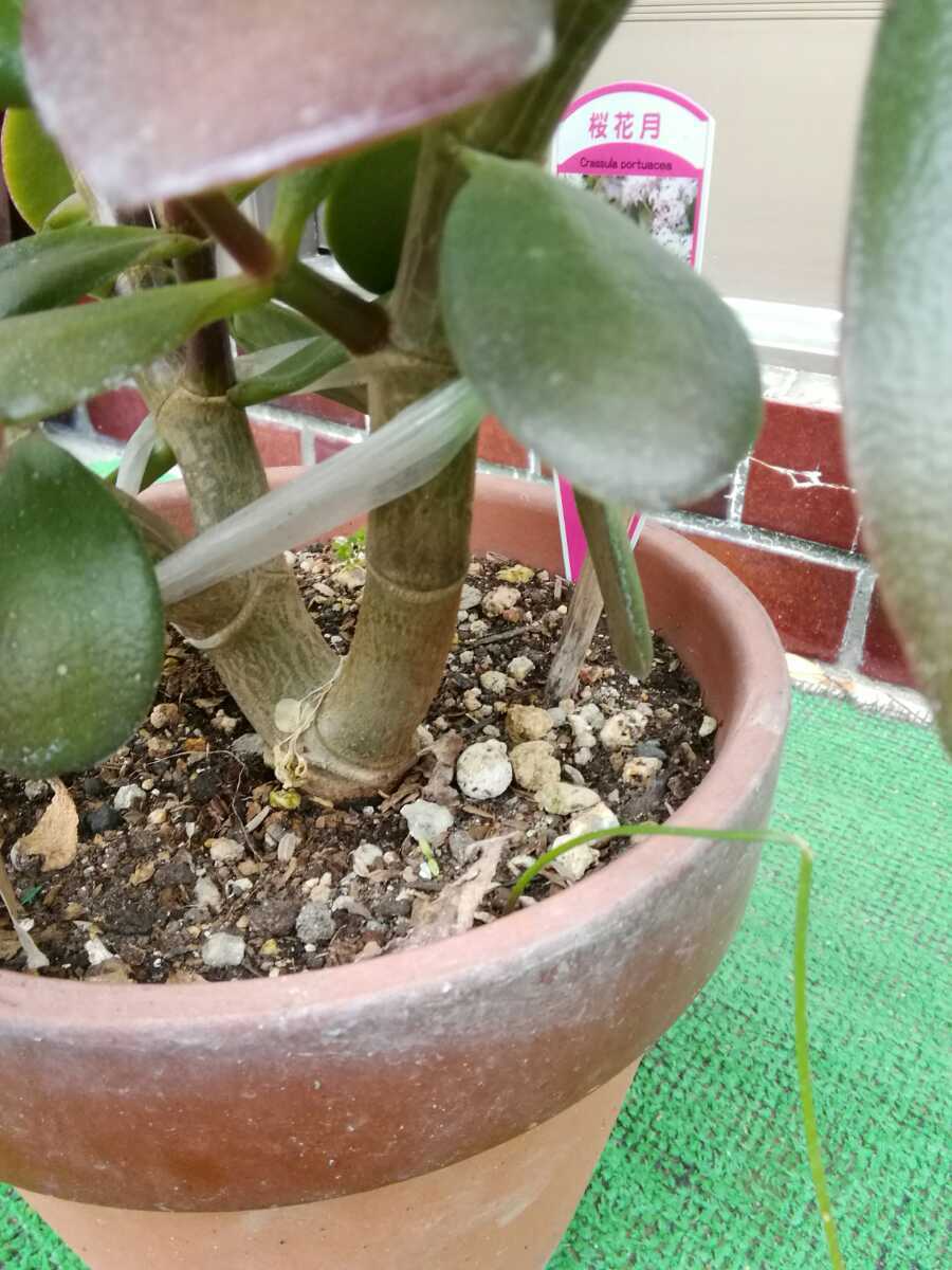 多肉植物 観葉植物 金のなる木 桜花月 観葉植物 売買されたオークション情報 Yahooの商品情報をアーカイブ公開 オークファン Aucfan Com