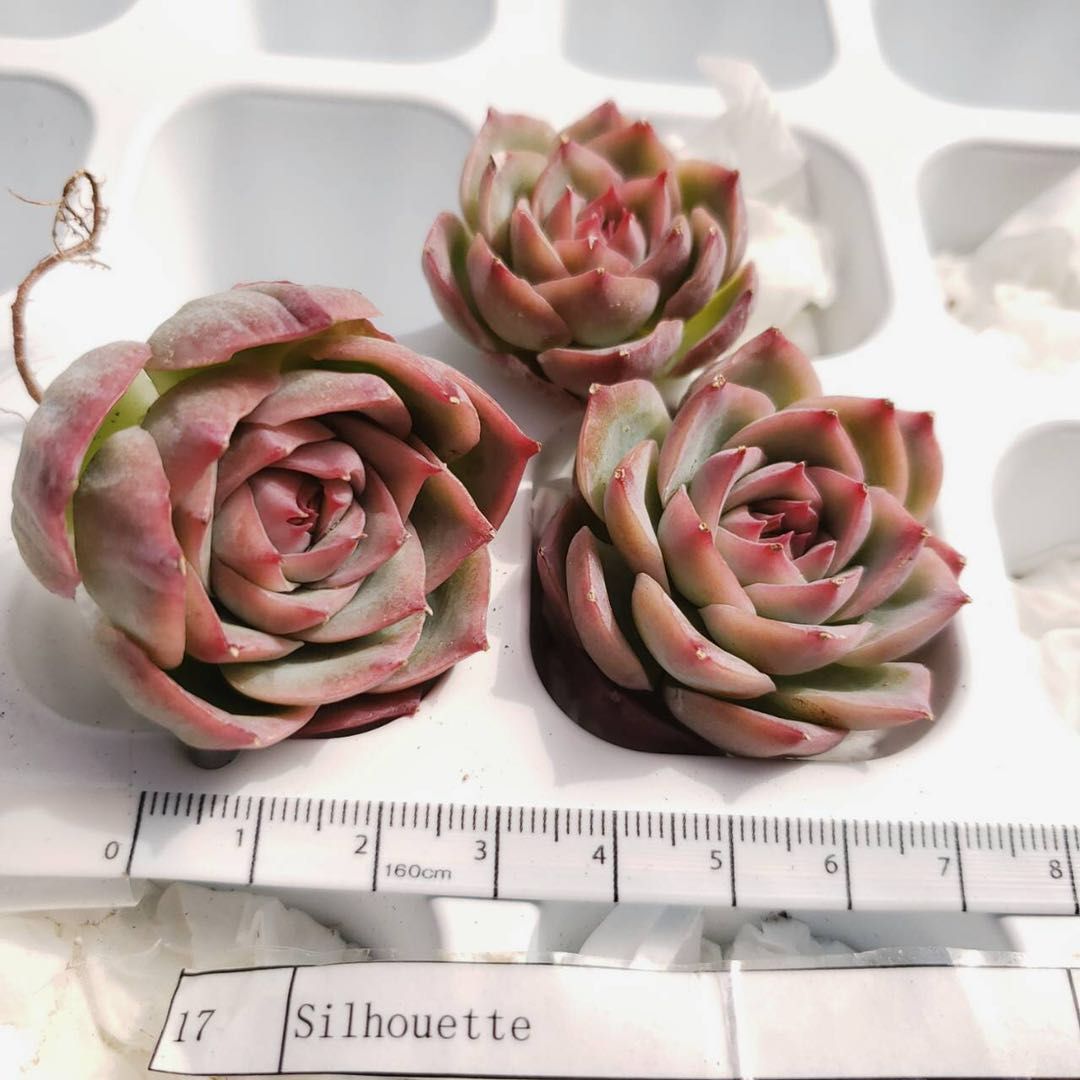 【定番，限定セール】 韓国多肉植物 韓国苗 エケベリア 種 Echeveria 17 Silhouette 10個 岡山在庫(サボテン)｜売買されたオークション情報、yahooの商品情報をアーカイブ公開 - オークファン サボテン