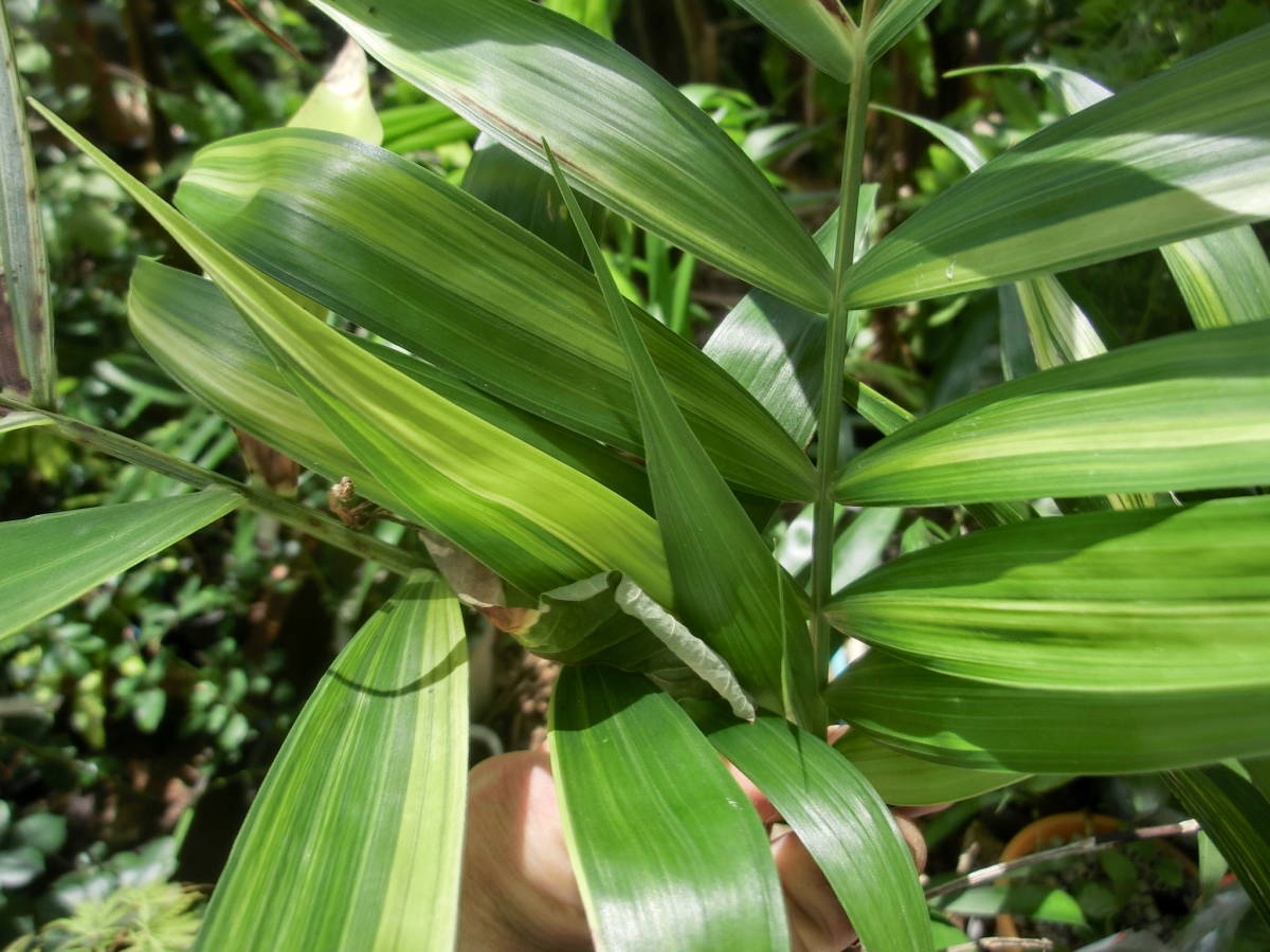 激珍 レア テーブルヤシ斑入り から外した青仔 2本つながり ヤシ 観葉 斑入り ヤシ 売買されたオークション情報 Yahooの商品情報をアーカイブ公開 オークファン Aucfan Com