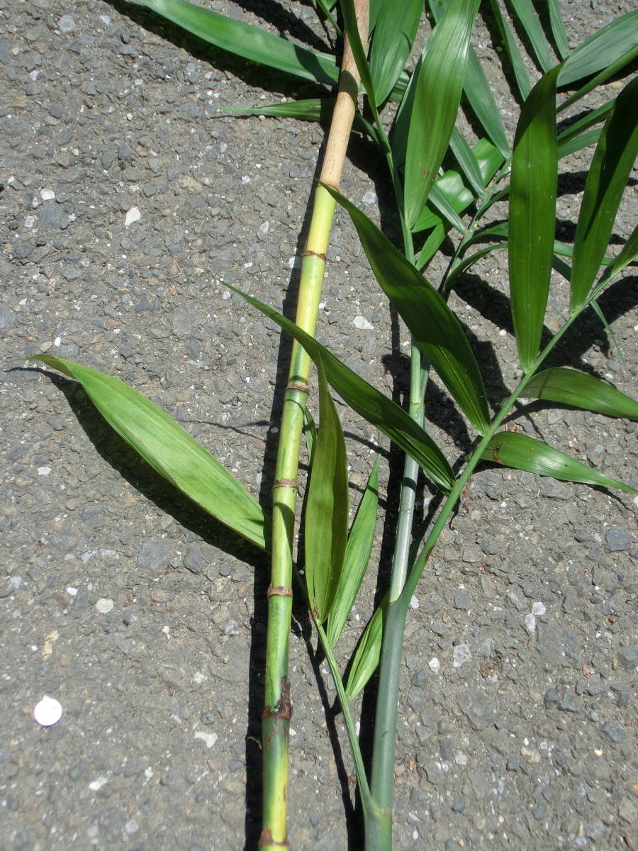 激珍 レア テーブルヤシ斑入り から外した青仔 2本つながり ヤシ 観葉 斑入り ヤシ 売買されたオークション情報 Yahooの商品情報をアーカイブ公開 オークファン Aucfan Com