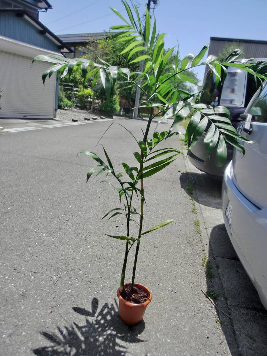 激珍 レア テーブルヤシ斑入り から外した青仔 2本つながり ヤシ 観葉 斑入り ヤシ 売買されたオークション情報 Yahooの商品情報をアーカイブ公開 オークファン Aucfan Com