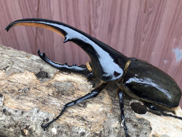 DHヘラクレス 無血統 ♂156mm 未後食 おすすめ血統