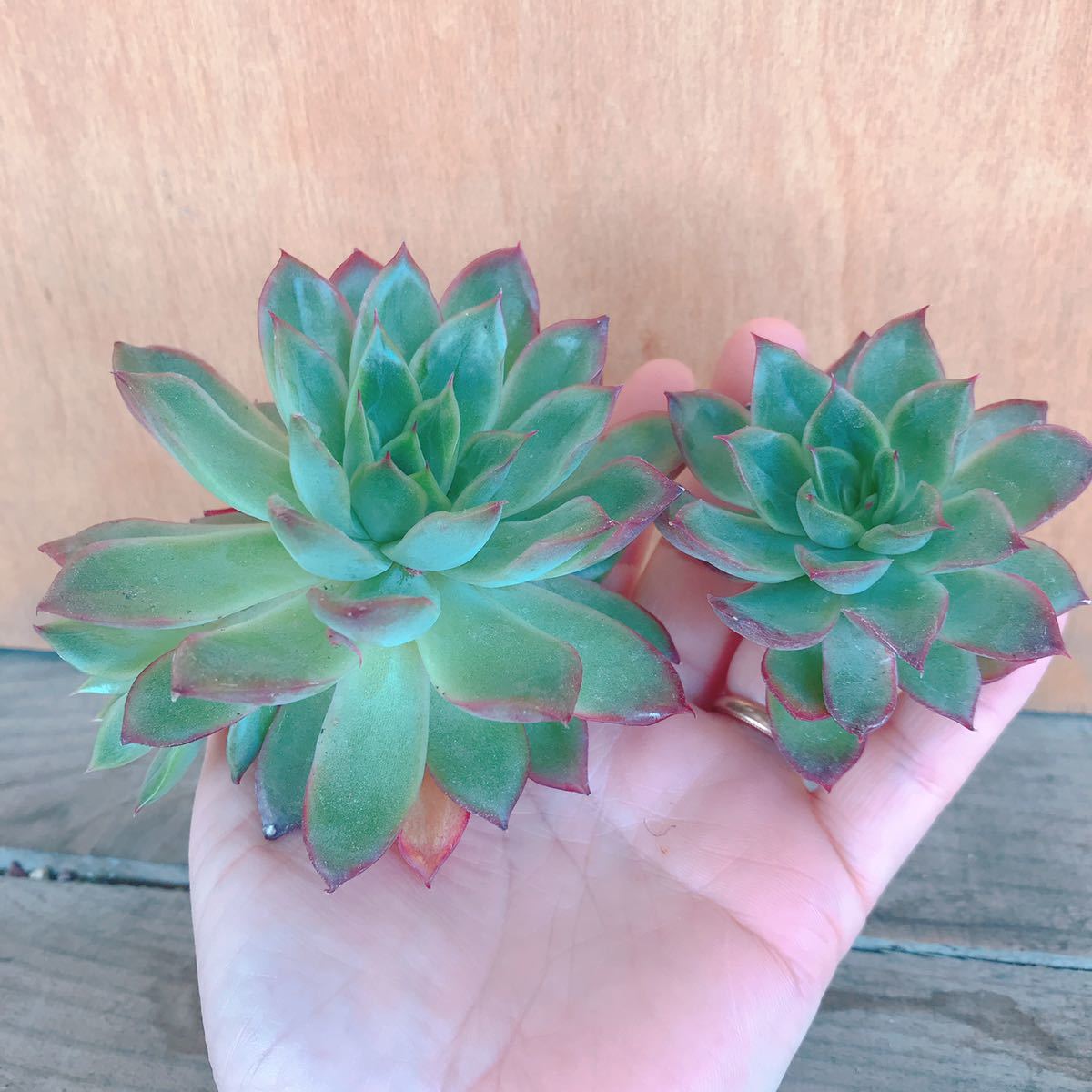 多肉植物 エケベリア 花の想婦蓮 2個 カット苗 サボテン 売買されたオークション情報 Yahooの商品情報をアーカイブ公開 オークファン Aucfan Com