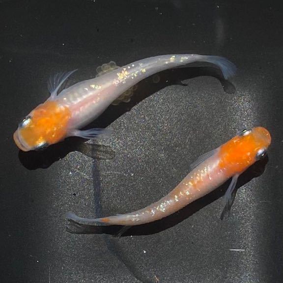 【現物出品】紅白ラメめだか 上物(1ペア)