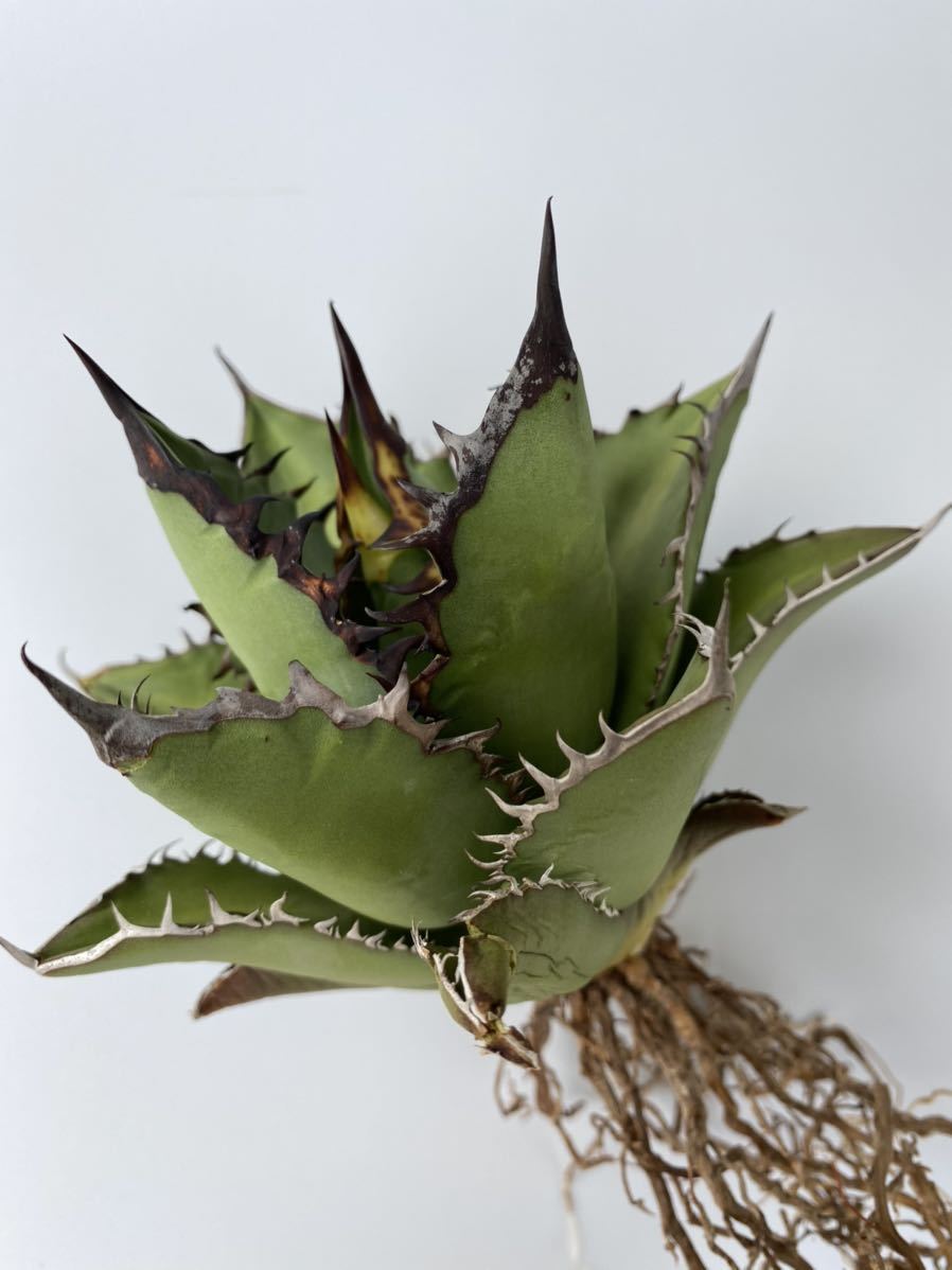 限定SALE，SALE SAAG/アガベチタノタブラックファイアー/Agave titanota black fire/黒炎/黒火焔/黒竜/ベアルート/アガベ選抜株/特選株(アガベ)｜売買されたオークション情報、yahooの商品情報をアーカイブ公開 - オ アガベ