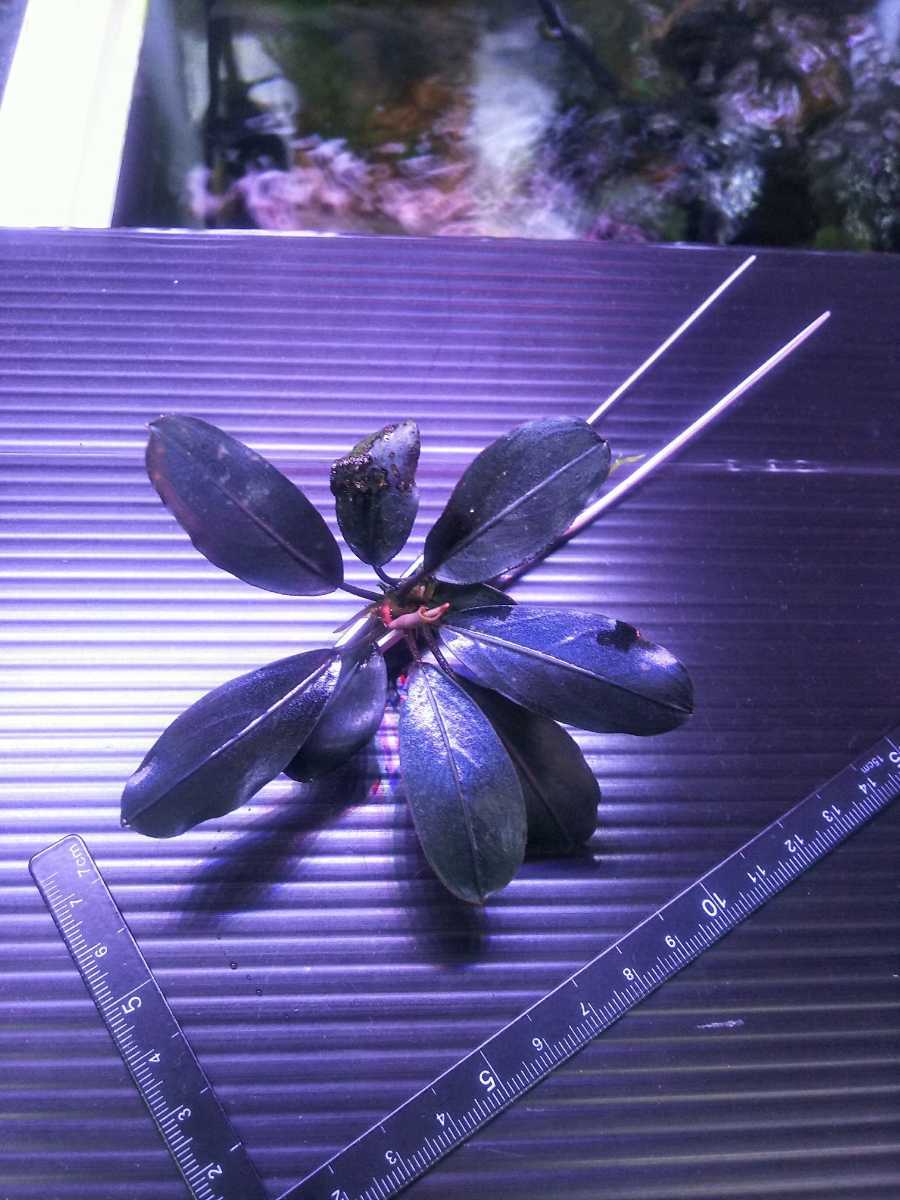 ブセファランドラ sp TB便Bucephalandra TB便 sp. パールグレイ パール gray 大株 - 完全水中葉 : パールグレー 1株｜Yahoo!フリマ（旧PayPay ダークグレイ＆パールグレイ Blue