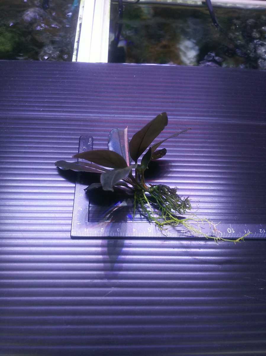 ブセファランドラ sp TB便Bucephalandra TB便 sp. パールグレイ パール gray 大株 - 完全水中葉 : パールグレー 1株｜Yahoo!フリマ（旧PayPay ダークグレイ＆パールグレイ Blue