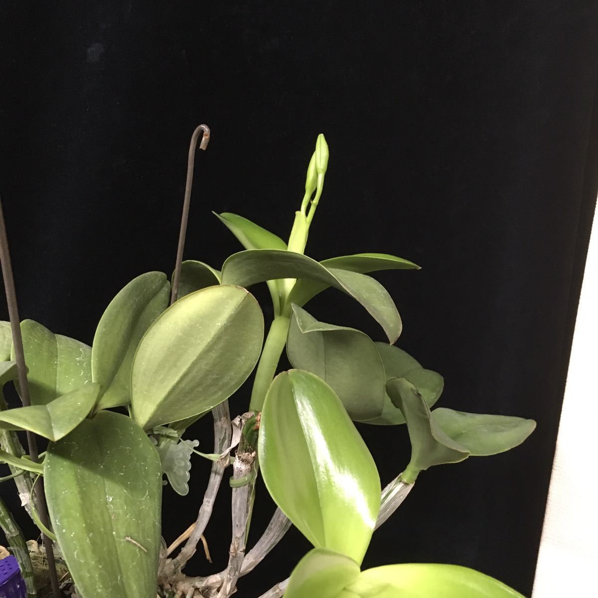 洋蘭 原種 カトレア C. violacea fma. semi-alba 洋蘭 原種 カトレア C