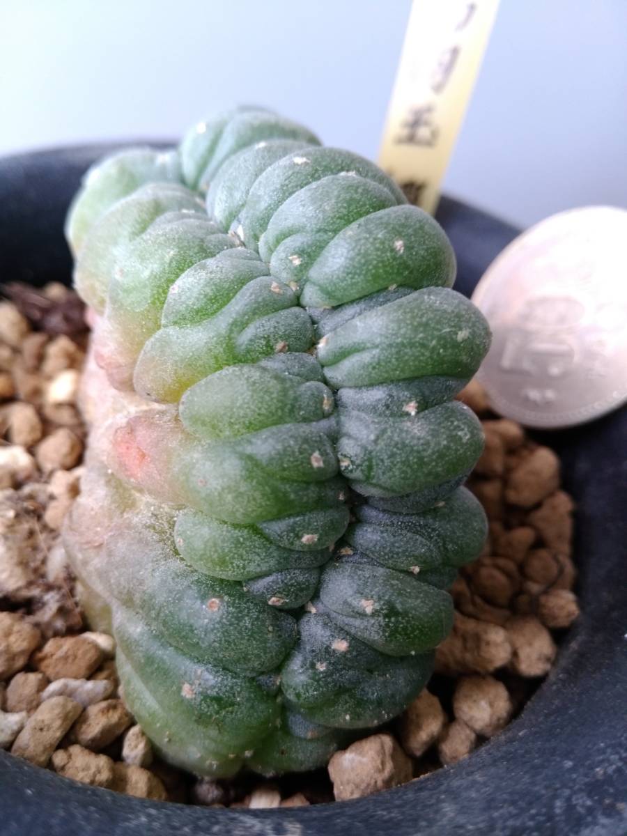 ロホホラ 烏羽玉 綴化