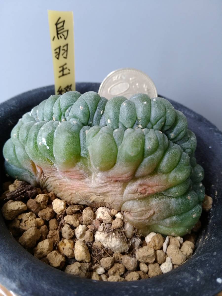 ロホホラ 烏羽玉 綴化