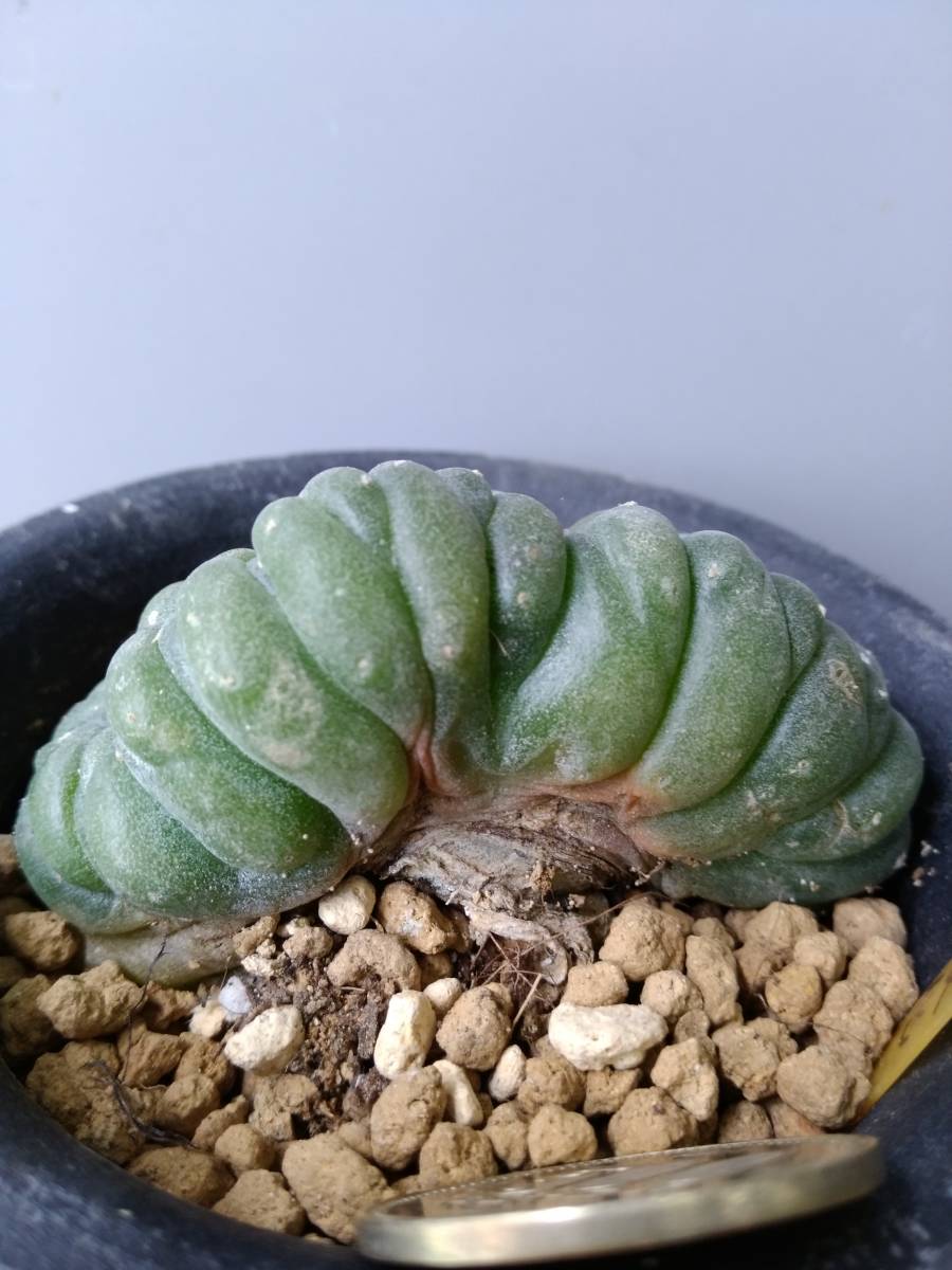 ロホホラ 烏羽玉 綴化