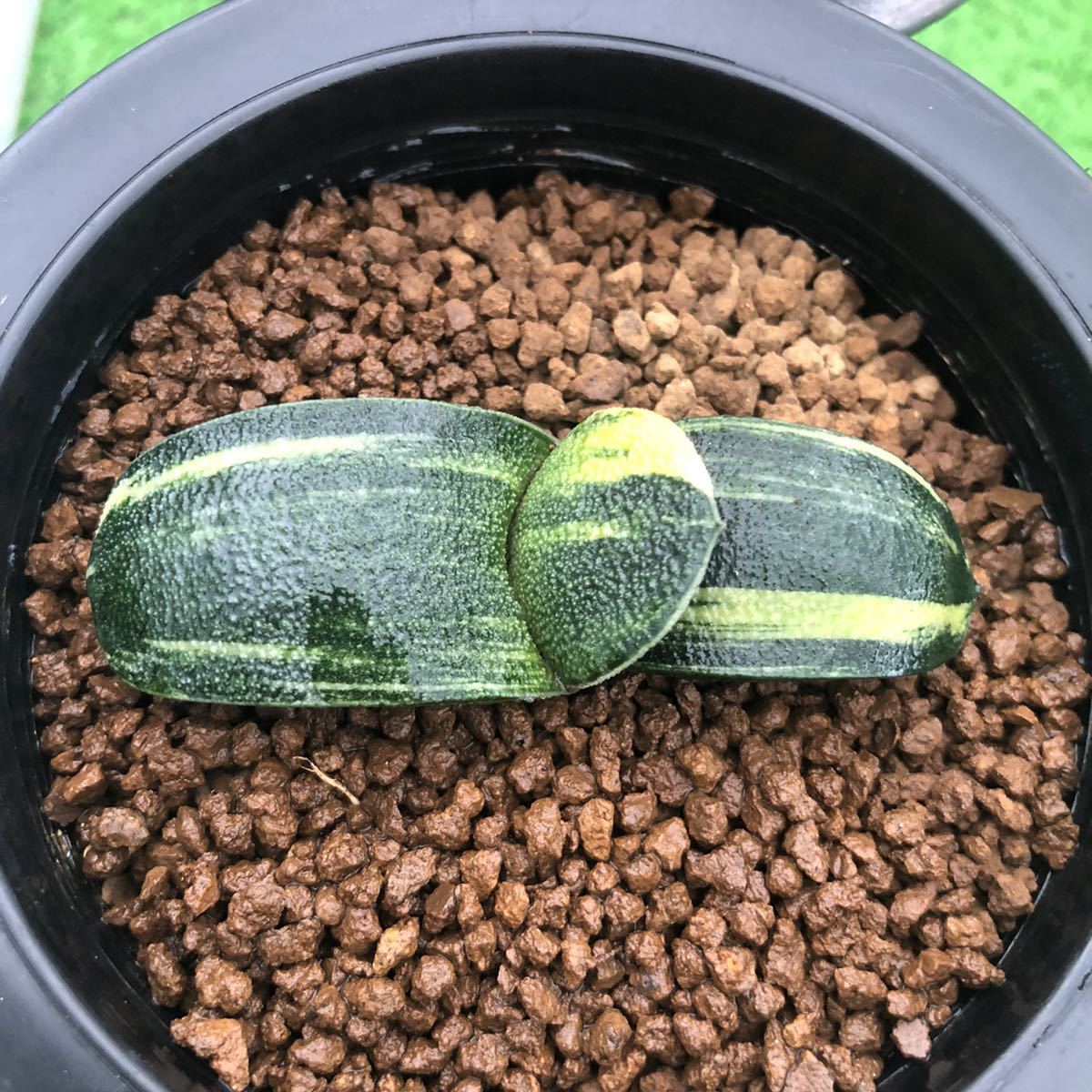 ≧∇≦）多肉植物 ガステリア ダルマ春鶯囀錦 カキ仔