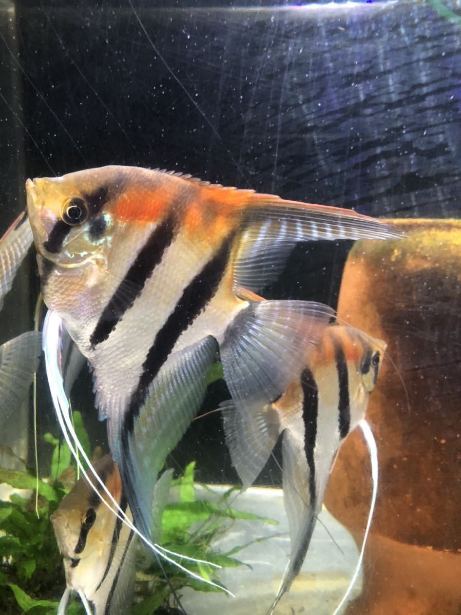 マナカプル スカラレ レッドショルダー エンゼル フィッシュ 国産 安心サイズ 10匹セット 検アルタム 淡水魚 売買されたオークション情報 Yahooの商品情報をアーカイブ公開 オークファン Aucfan Com