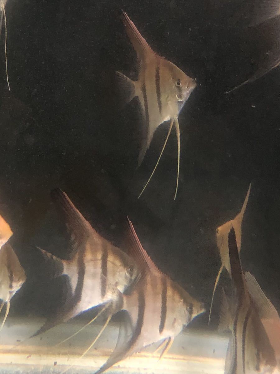 マナカプル スカラレ レッドショルダー エンゼル フィッシュ 国産 安心サイズ 10匹セット 検アルタム 淡水魚 売買されたオークション情報 Yahooの商品情報をアーカイブ公開 オークファン Aucfan Com