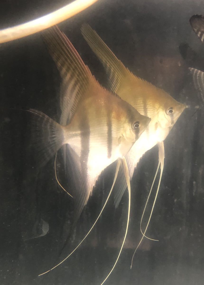 マナカプル スカラレ レッドショルダー エンゼル フィッシュ 国産 安心サイズ 10匹セット 検アルタム 淡水魚 売買されたオークション情報 Yahooの商品情報をアーカイブ公開 オークファン Aucfan Com