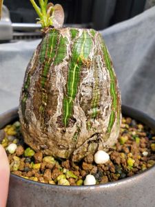 ボンバックス エリプティクム 鉢付き 美株 ボンバックスのYahoo