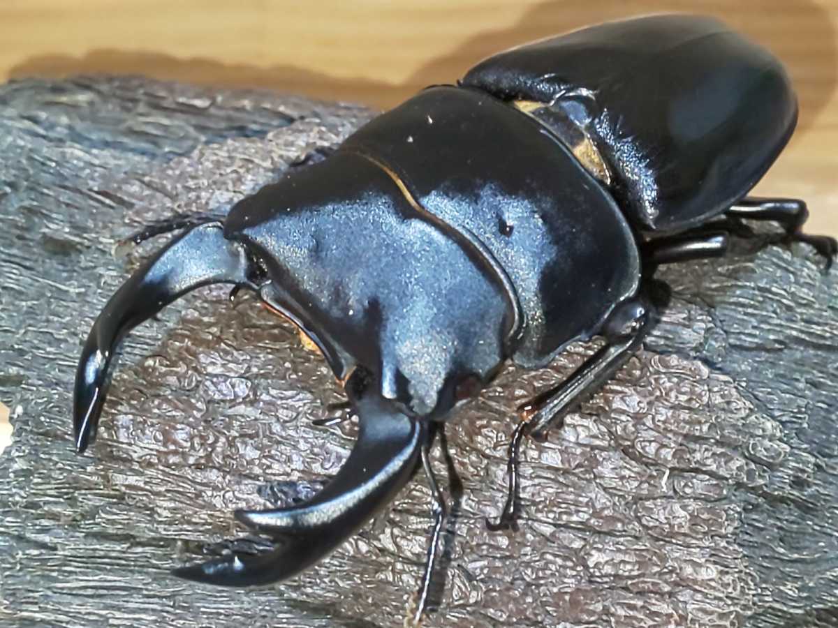 オオクワガタ 川西産 トリオ オオクワガタ(川西産） – INSECT SHOP KMY