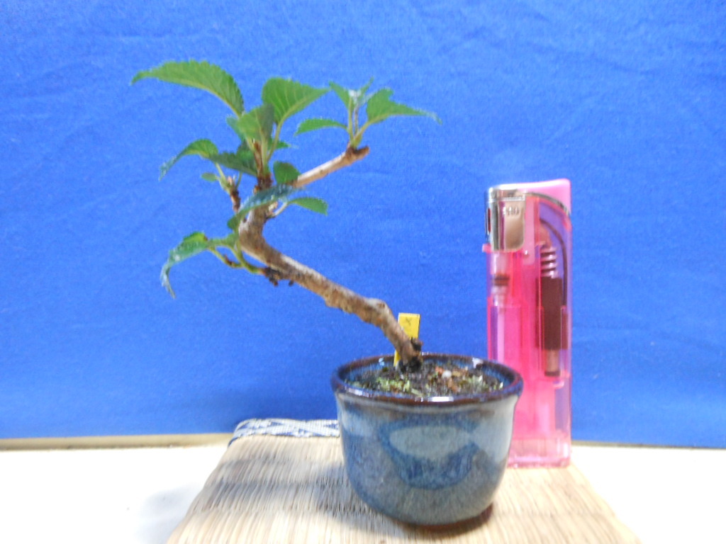 太い八方根 黒松盆栽 樹高約24cm 佳山鉢 盆栽 松 【公式通販】