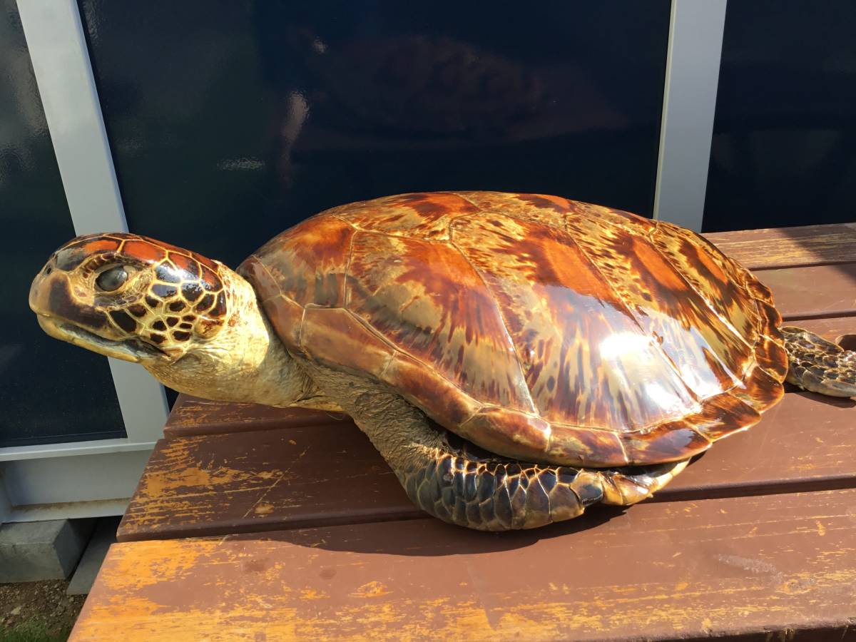 剥製 べっ甲 ウミガメ 海亀 亀 置物 鼈甲 壁掛け オブジェ はく製 カメ