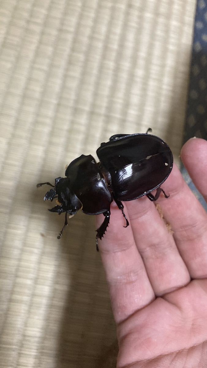 アマミマルバネクワガタ ペア 【公式通販】