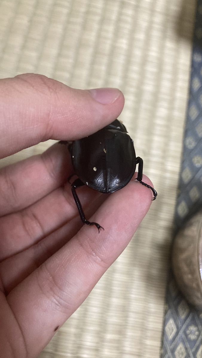 アマミマルバネクワガタ ペア 【公式通販】