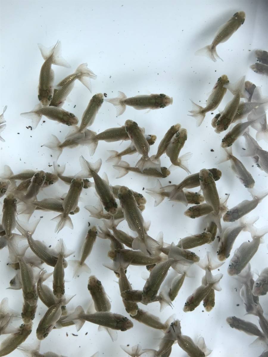 多古金魚 協会系黒らんちゅう新系統 3回目選別ハネ魚 50匹セット 種親写真あり 出品魚動画あり 0813d らんちゅう 売買されたオークション情報 Yahooの商品情報をアーカイブ公開 オークファン Aucfan Com 多古金魚 協会系黒らんちゅう新系統 3回目選別ハネ魚 50匹セット 種親写真あり 出品魚動画あり 0813d らんちゅう 売買されたオークション情報 Yahooの商品情報をアーカイブ公開 オークファン Aucfan Com