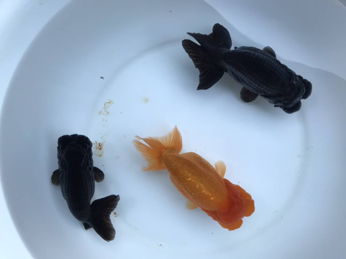 多古金魚 協会系黒らんちゅう新系統 3回目選別ハネ魚 50匹セット 種親写真あり 出品魚動画あり 0813ｄ らんちゅう 売買されたオークション情報 Yahooの商品情報をアーカイブ公開 オークファン Aucfan Com