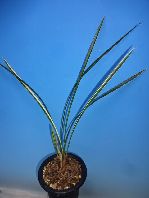 ●　寒蘭　高知県土佐清水市下川口産（新城の誉）　D-85