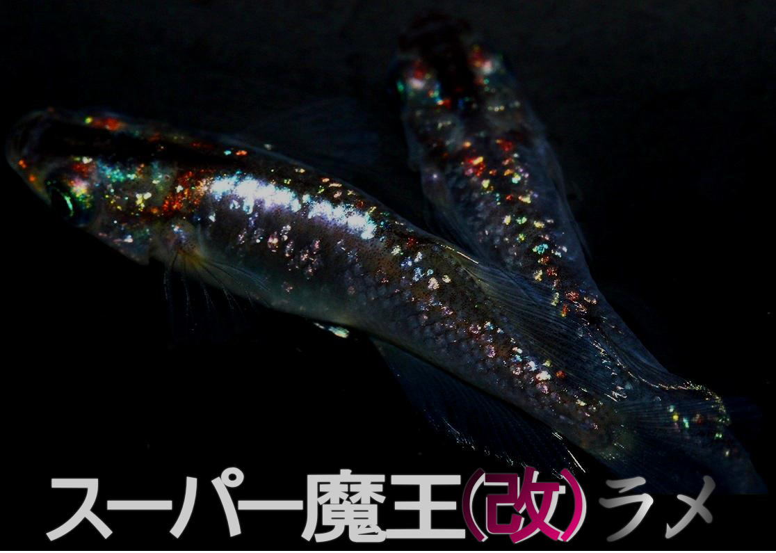 極上 極赤光ラメ 広島プロショップ スーパー魔王 改 ラメ めだかの卵個 A ラメ メダカの卵 めだか メダカ 卵 有精卵 米 まりも めだか 売買されたオークション情報 Yahooの商品情報をアーカイブ公開 オークファン Aucfan Com 極上 極赤光ラメ 広島プロショップ スーパー魔王 改 ラメ めだかの卵個 A ラメ メダカの卵 めだか メダカ 卵 有精卵 米 まりも めだか 売買されたオークション情報 Yahooの商品情報をアーカイブ公開 オークファン Aucfan Com
