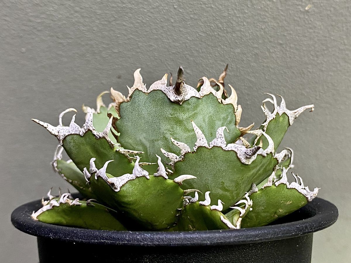 限定セール，安い TGK台湾便 No.AA010TF アガベ チタノタ フィリグリー 圓葉拇指 Agave titanota Filigree/超選抜株/特選個体/ベアルート(アガベ)｜売買されたオークション情報、yahooの商品情報をアーカイブ公開 - オーク アガベ