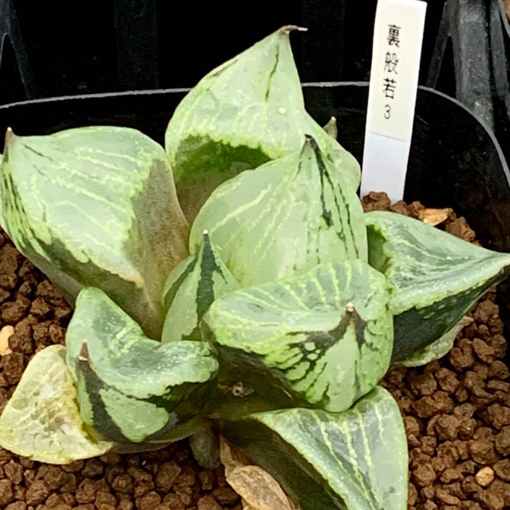 ハオルチア 多肉植物 裏般若錦 自家繁殖 抜き苗発送 裏般若 公式通販
