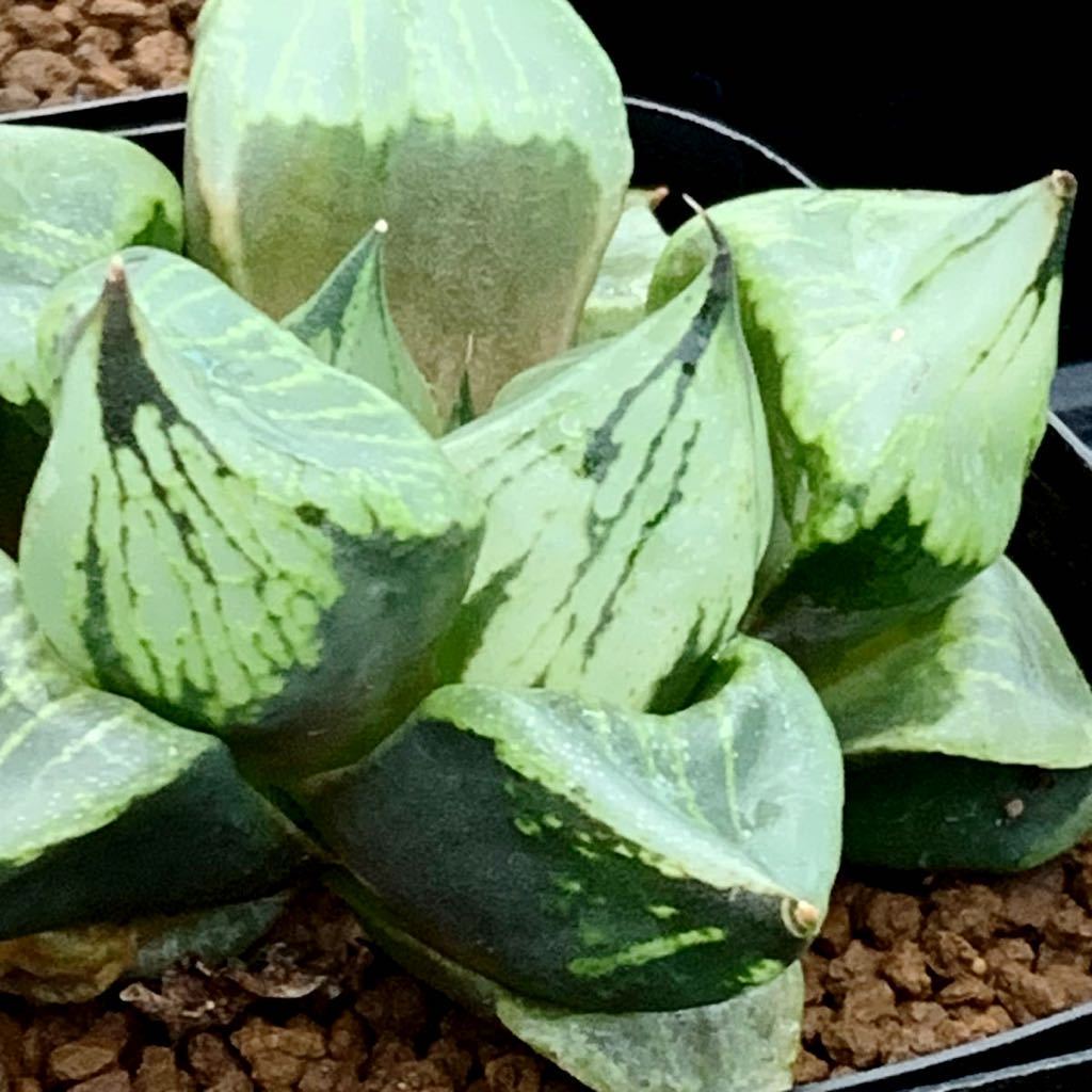 ハオルチア 多肉植物 裏般若錦 自家繁殖 抜き苗発送 裏般若 公式通販